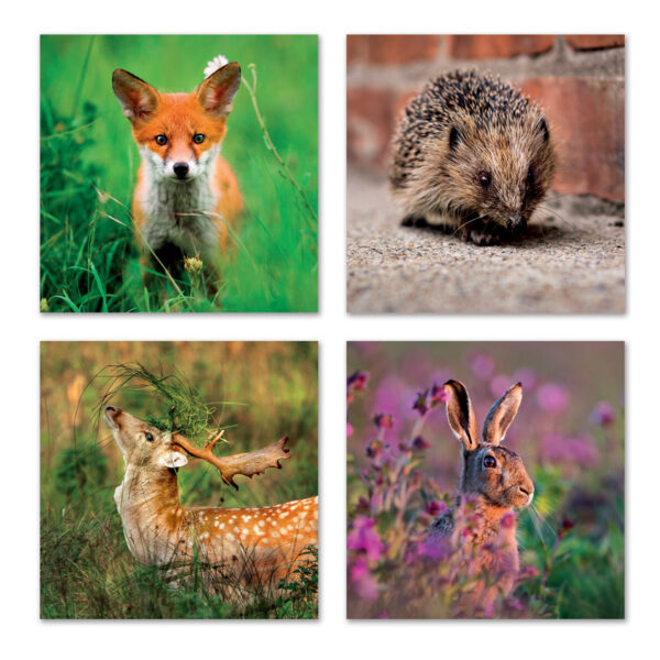 British Mammals Card Set